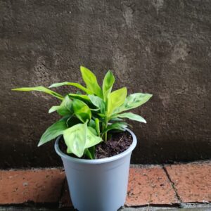 Calathea Leopardina Chrysoberyl 14cm