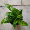 JPEG_20261021_083826_817659390053173316-scaled-1 Calathea Leopardina Chrysoberyl 14cm