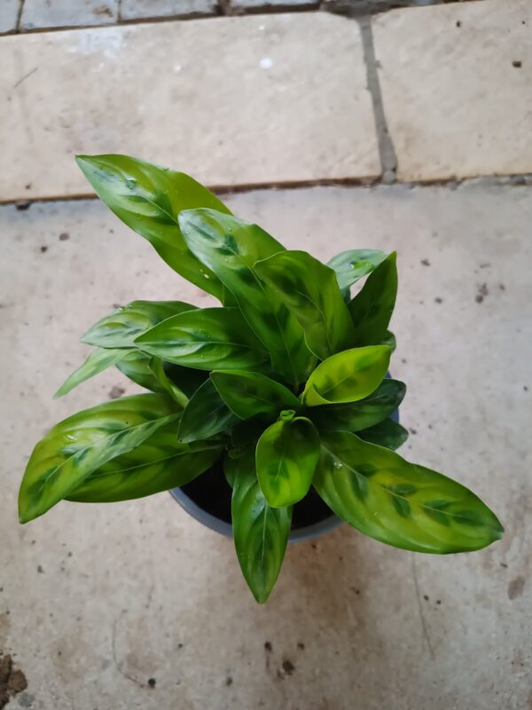 JPEG_20261021_083826_817659390053173316-scaled-1 Calathea Leopardina Chrysoberyl 14cm
