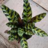 JPEG_20261021_083917_1442619548404422380-scaled-1 Calathea Lancifolia 14cm