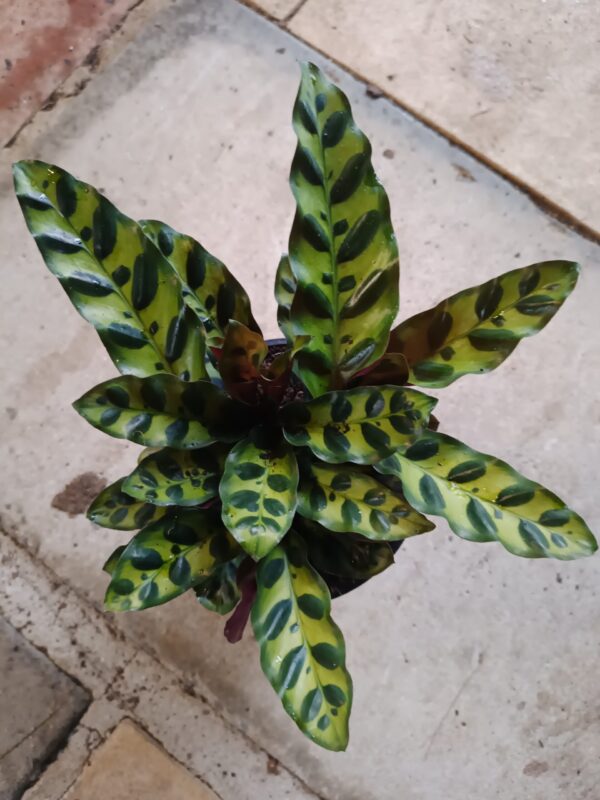 JPEG_20261021_083917_1442619548404422380-scaled-1 Calathea Lancifolia 14cm