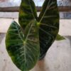 JPEG_20261021_083954_6943441242544974176-scaled-1 Alocasia Nairobi 14cm