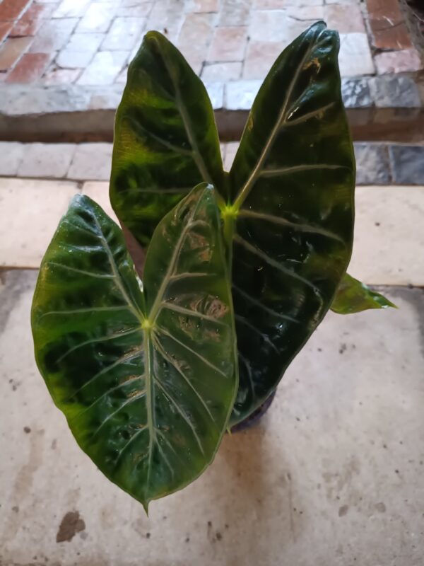 JPEG_20261021_083954_6943441242544974176-scaled-1 Alocasia Nairobi 14cm