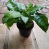 JPEG_20261021_084059_49039567408568172-scaled-1 Calathea Network 14cm