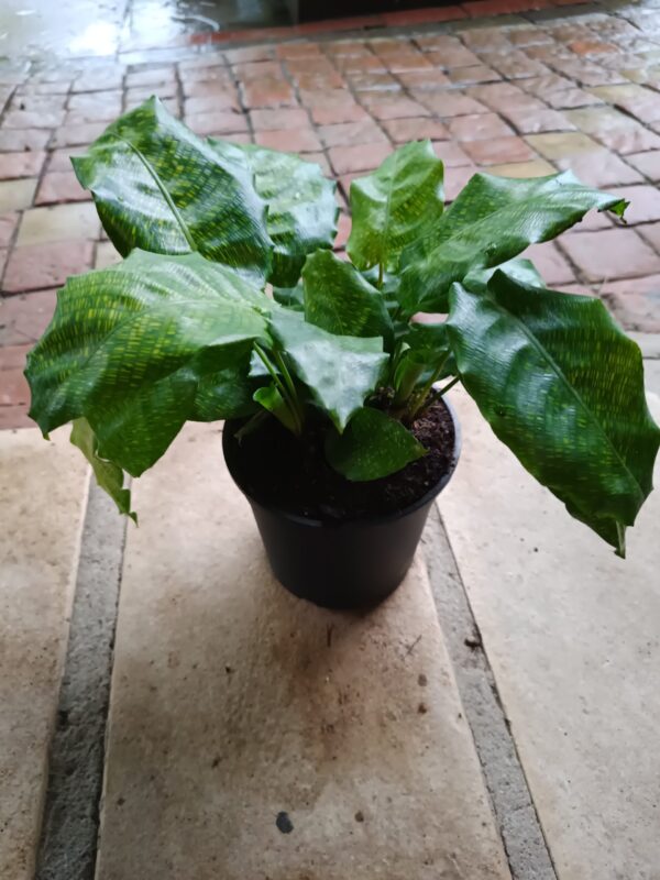 JPEG_20261021_084059_49039567408568172-scaled-1 Calathea Network 14cm