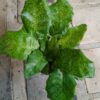 JPEG_20261021_084114_6176073705269848806-scaled-1 Calathea Network 14cm