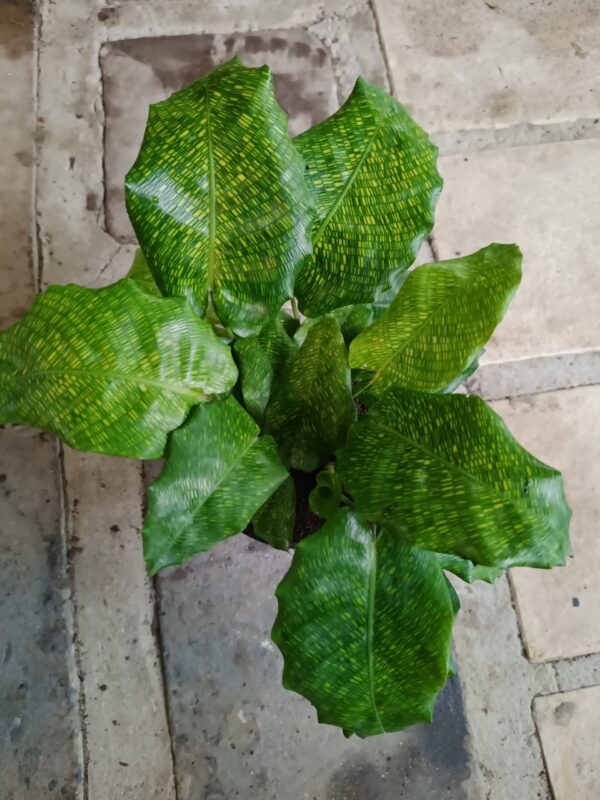 JPEG_20261021_084114_6176073705269848806-scaled-1 Calathea Network 14cm