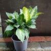 JPEG_20261021_084630_8661150840706666614-scaled-1 Dieffenbachia Summer Style 19cm