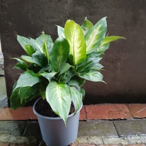 Dieffenbachia Summer Style 19cm