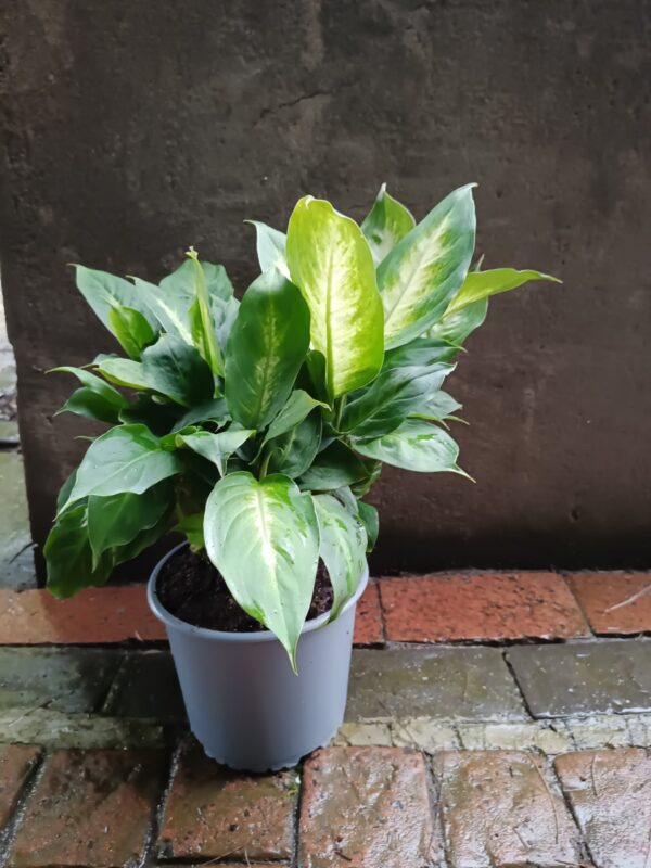 JPEG_20261021_084630_8661150840706666614-scaled-1 Dieffenbachia Summer Style 19cm