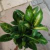 JPEG_20261021_084657_5275271335203439863-scaled-1 Dieffenbachia Summer Style 19cm