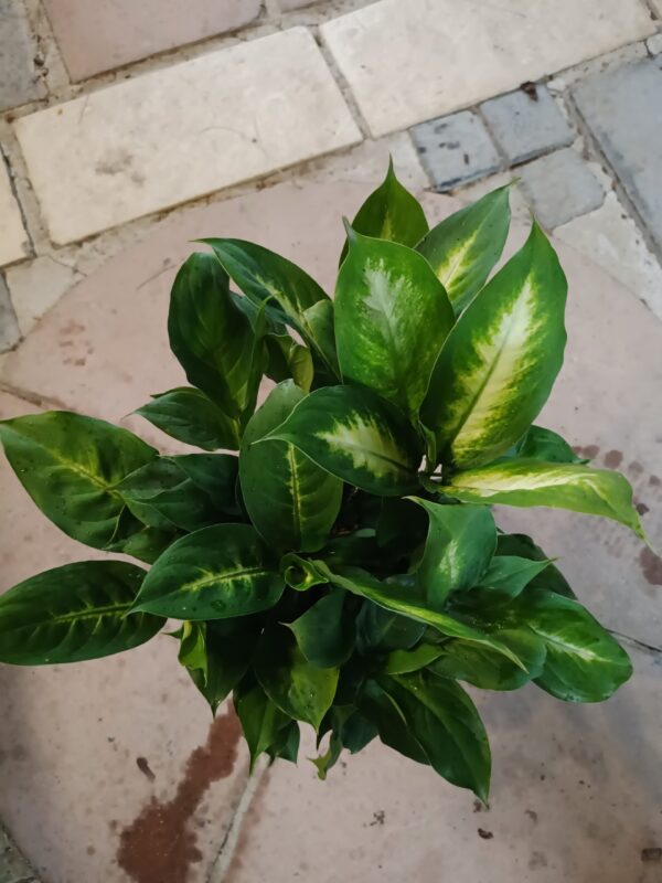 JPEG_20261021_084657_5275271335203439863-scaled-1 Dieffenbachia Summer Style 19cm