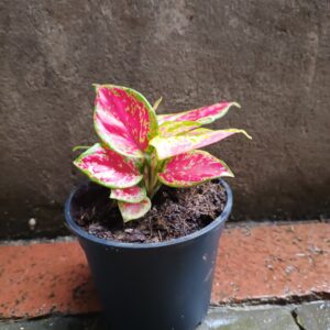 Alglaonema Beauty 14cm