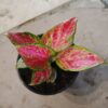 JPEG_20261021_085251_6428118553548486114-scaled-1 Alglaonema Beauty 14cm