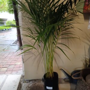 Chamaedorea Seifrizii (Bamboo Palm) 5L