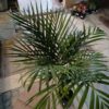 JPEG_20261021_085859_6714116532902809904-scaled-1 Chamaedorea Seifrizii (Bamboo Palm) 5L