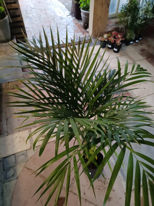 JPEG_20261021_085859_6714116532902809904-scaled-1 Chamaedorea Seifrizii (Bamboo Palm) 5L