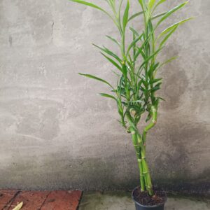 Lucky Bamboo Curved 10cm