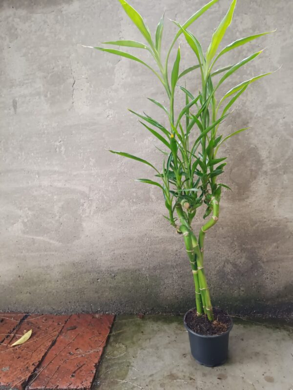 JPEG_20261021_091206_7579535727025038608-scaled-1 Lucky Bamboo Curved 10cm