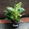 Philodendron Erubescens Birkin 14cm