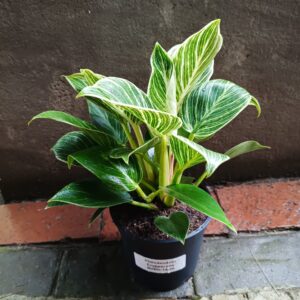 Philodendron Erubescens Birkin 14cm