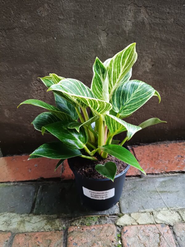 Philodendron Erubescens Birkin 14cm