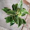 Philodendron Erubescens Birkin 14cm