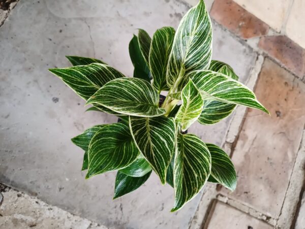 Philodendron Erubescens Birkin 14cm