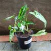 JPEG_20261021_102033_9203009194383316345-scaled-1 Syngonium Wendlandii Black Velvet 14cm