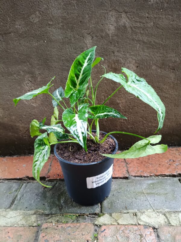 JPEG_20261021_102033_9203009194383316345-scaled-1 Syngonium Wendlandii Black Velvet 14cm