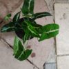 JPEG_20261021_102044_4304949301460287161-scaled-1 Syngonium Wendlandii Black Velvet 14cm