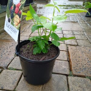 Choctaw Blackberry 17cm