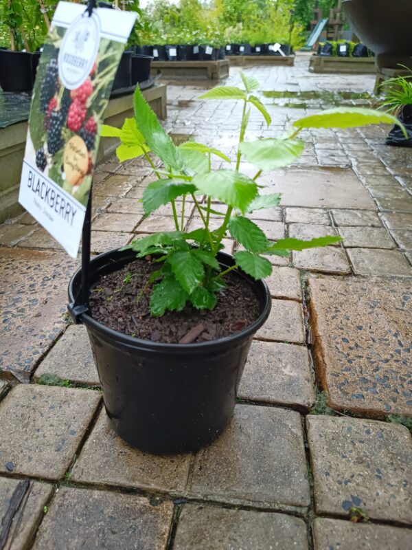 Choctaw Blackberry 17cm