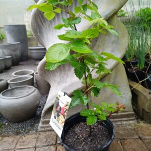 Arapaho Blackberry 23cm