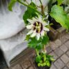 Granadilla 17cm