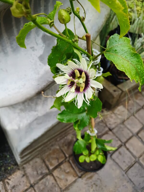 Granadilla 17cm