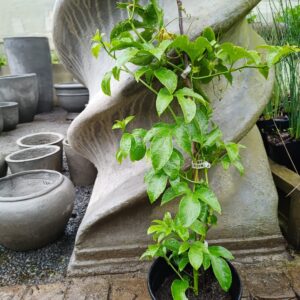 Guavadilla 17cm