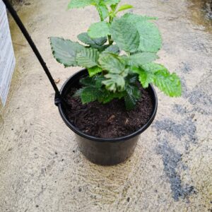 Cape Everblush Blackberry 17cm