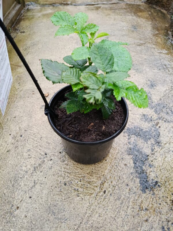 JPEG_20261022_082658_3951065691703538688-scaled-1 Cape Everblush Blackberry 17cm