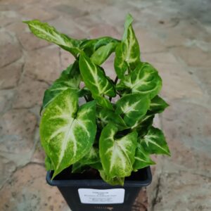 Pixie Syngonium 12cm