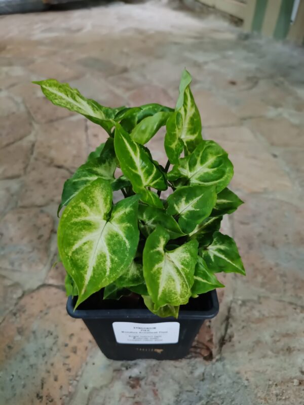 JPEG_20261022_083353_4475901795562373756-scaled-1 Pixie Syngonium 12cm