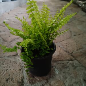 JPEG_20261022_084701_7640382225994519731-scaled-1 Murano Boston Fern 12cm