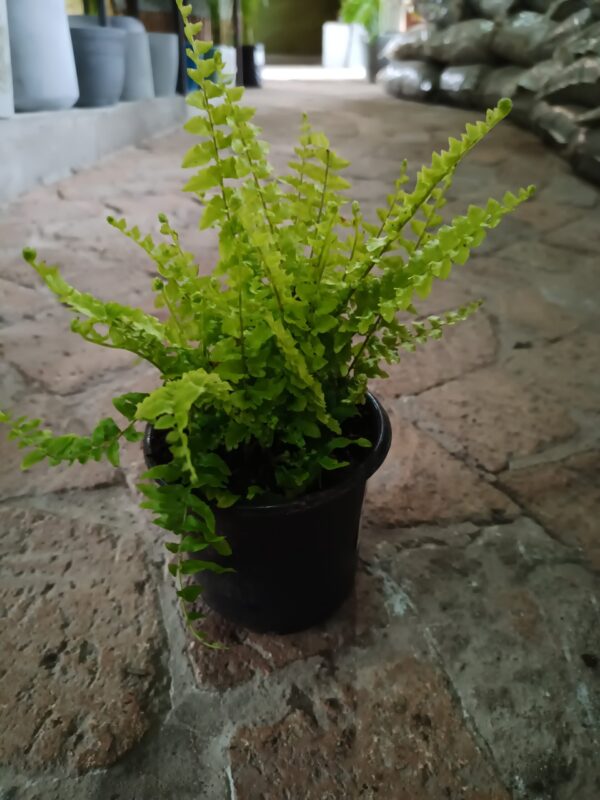 Murano Boston Fern 12cm