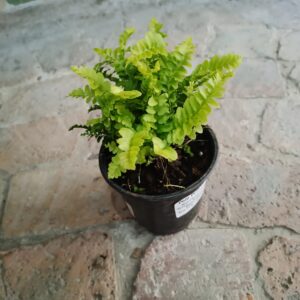 JPEG_20261022_085413_756625925732424348-scaled-1 Pom Pom Fern 12cm
