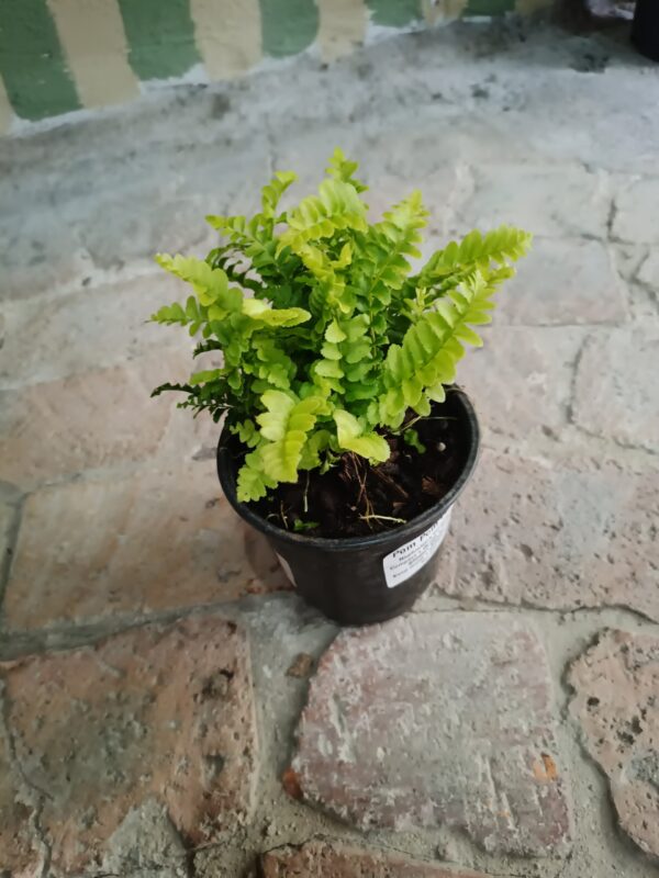 JPEG_20261022_085413_756625925732424348-scaled-1 Pom Pom Fern 12cm