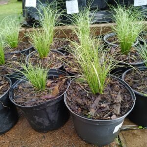 JPEG_20261022_090656_5769529438987975565-scaled-1 Carex Amazon Mist 17cm
