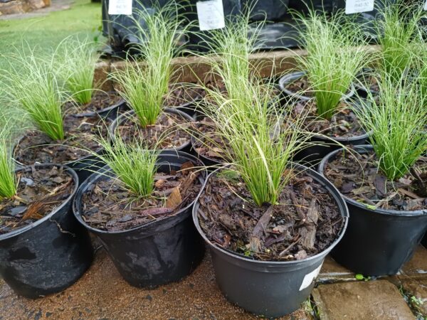 JPEG_20261022_090656_5769529438987975565-scaled-1 Carex Amazon Mist 17cm