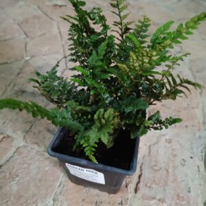 JPEG_20261022_091148_969456748144961853-scaled-1 Korean Rock Fern 12cm