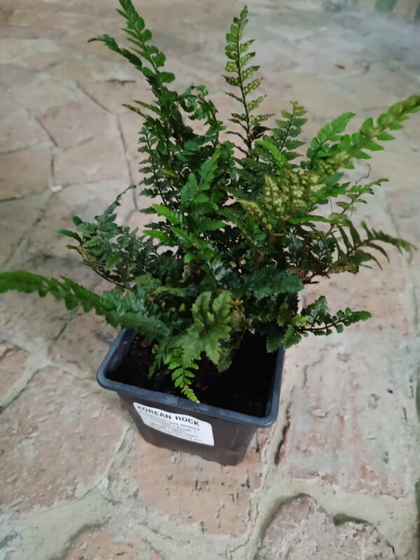 JPEG_20261022_091148_969456748144961853-scaled-1 Korean Rock Fern 12cm