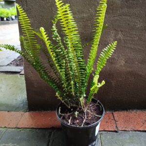 JPEG_20261022_091505_2245668318266080009-scaled-1 Shiva Fern 17cm